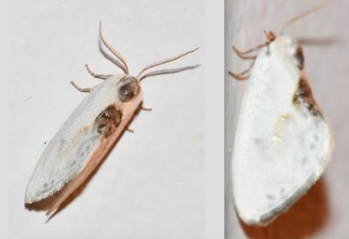 Cilix glaucata